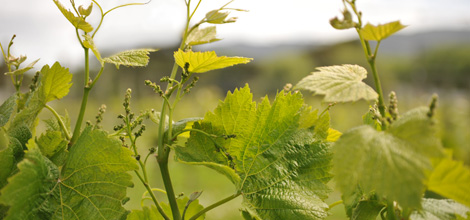 Muriwai location activities Auckland NZ gallery